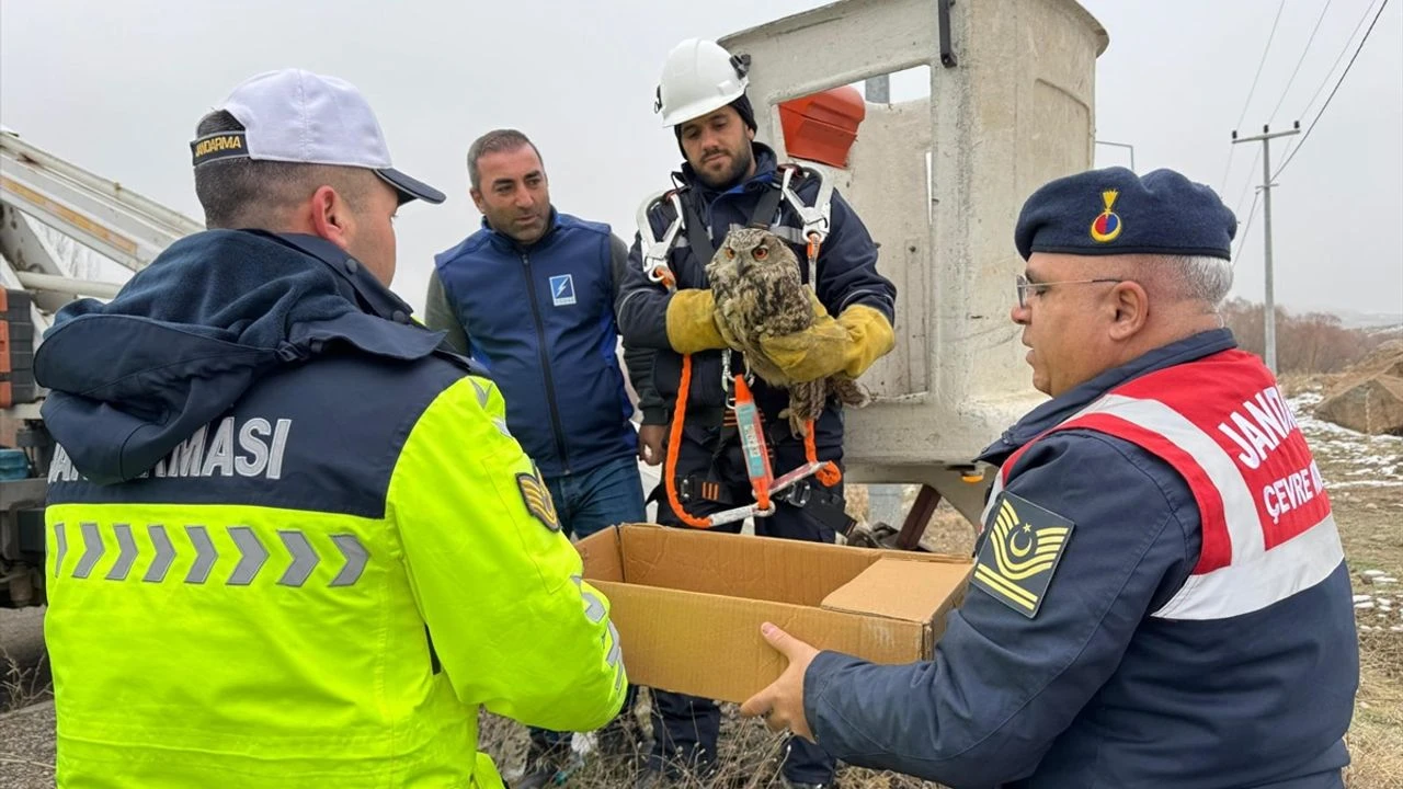 Muş'ta elektrik tellerine sıkışan yaralı puhu ekiplerce kurtarıldı