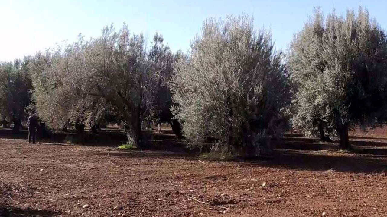 Şanlıurfa'da zeytin ağaçlarının sayısı 3 milyona ulaştı