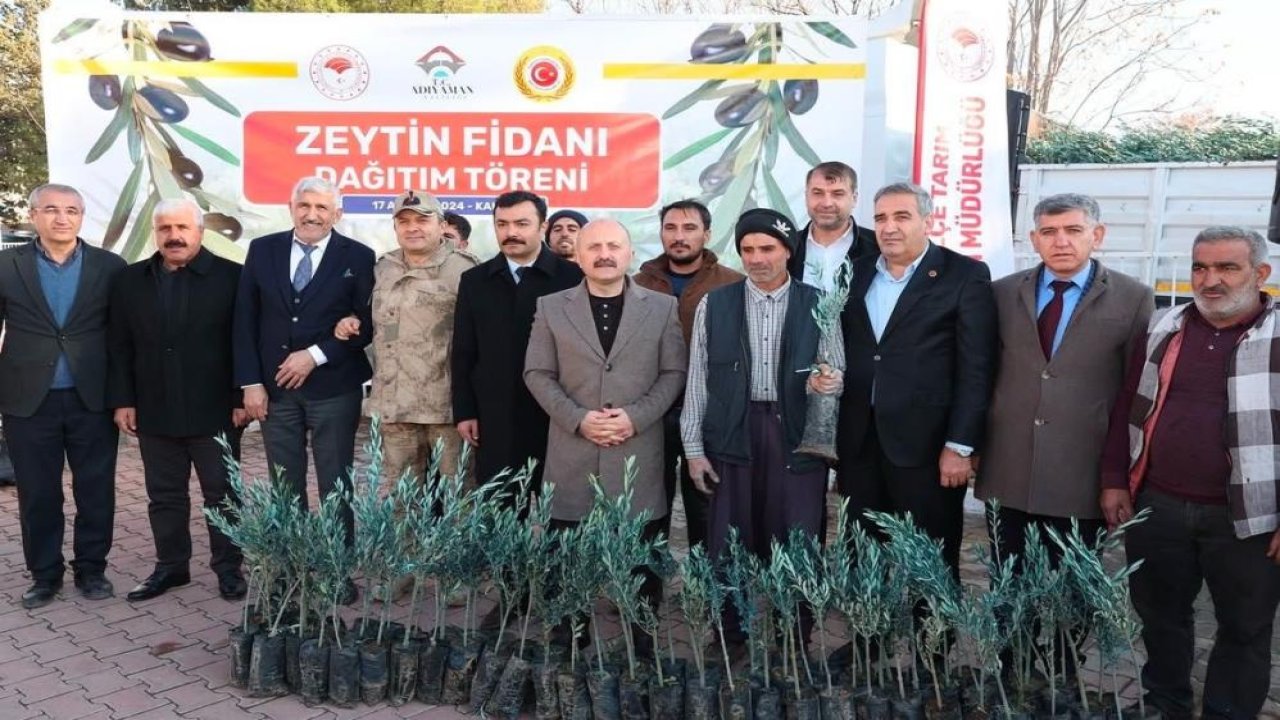 Çiftçilere 70 bin zeytin fidanı dağıtıldı