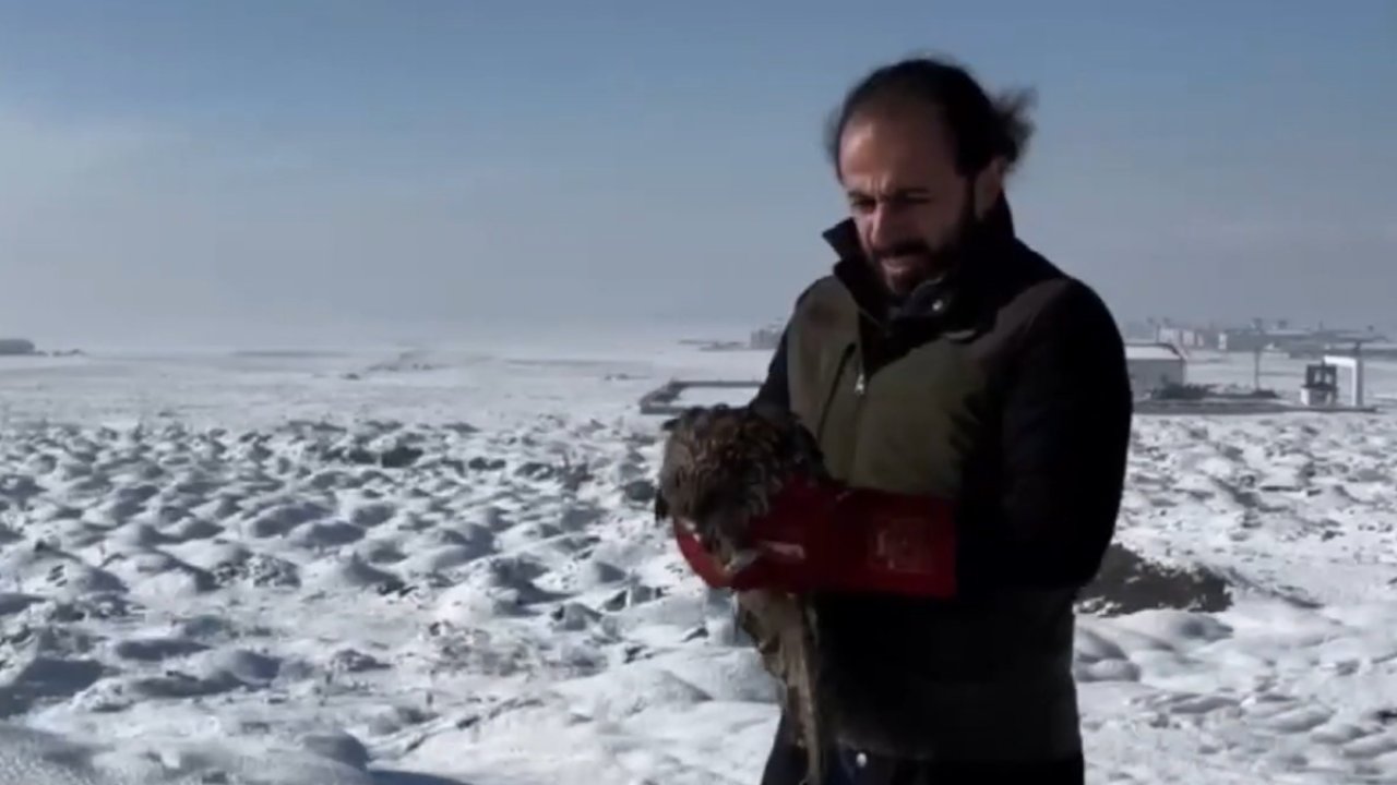 Bitkin düşen çaylaklar tedavilerinin ardından doğaya salındı