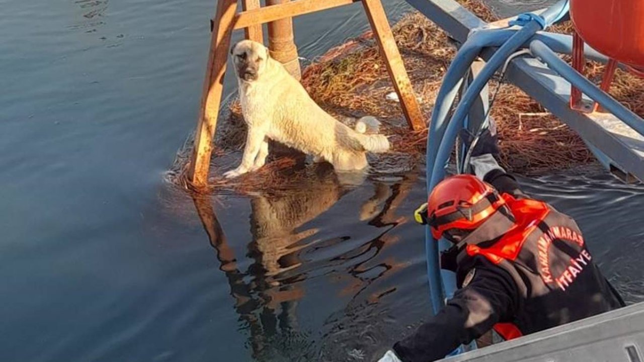 Sulama kanalına düşen köpeği ekipler kurtardı