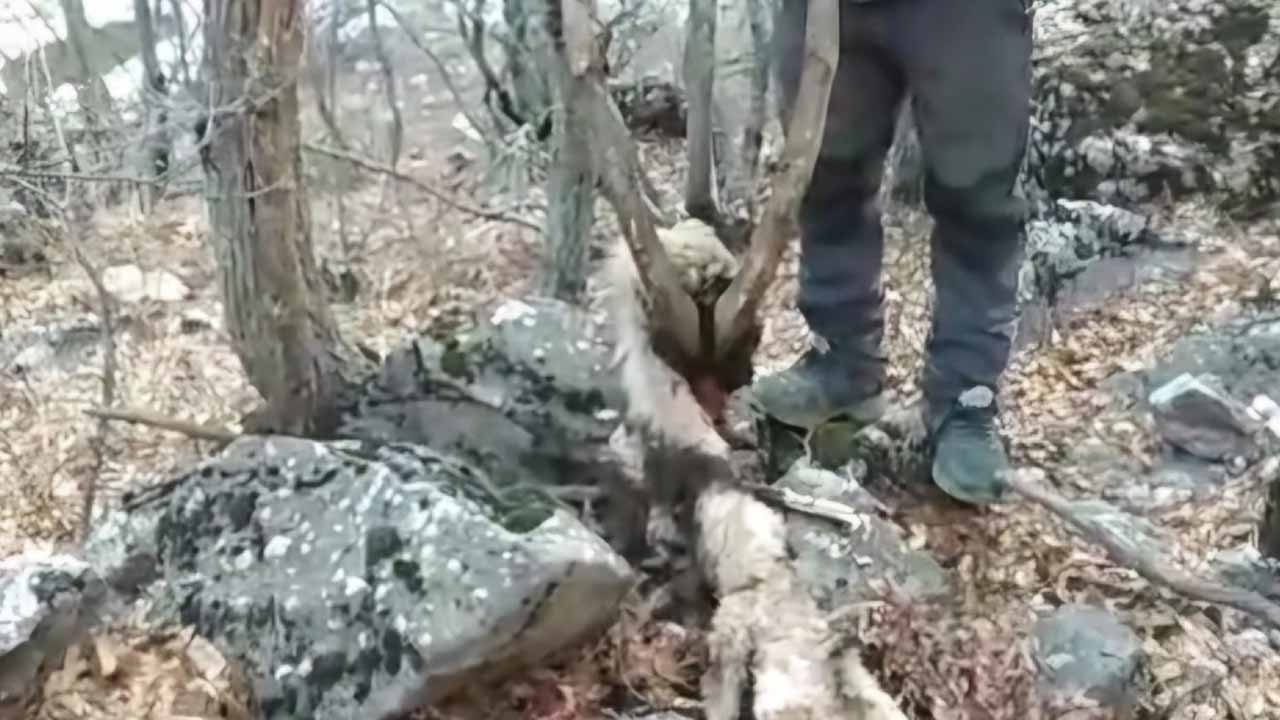 Tunceli’de koruma altındaki keçinin öldürülmesine tepki