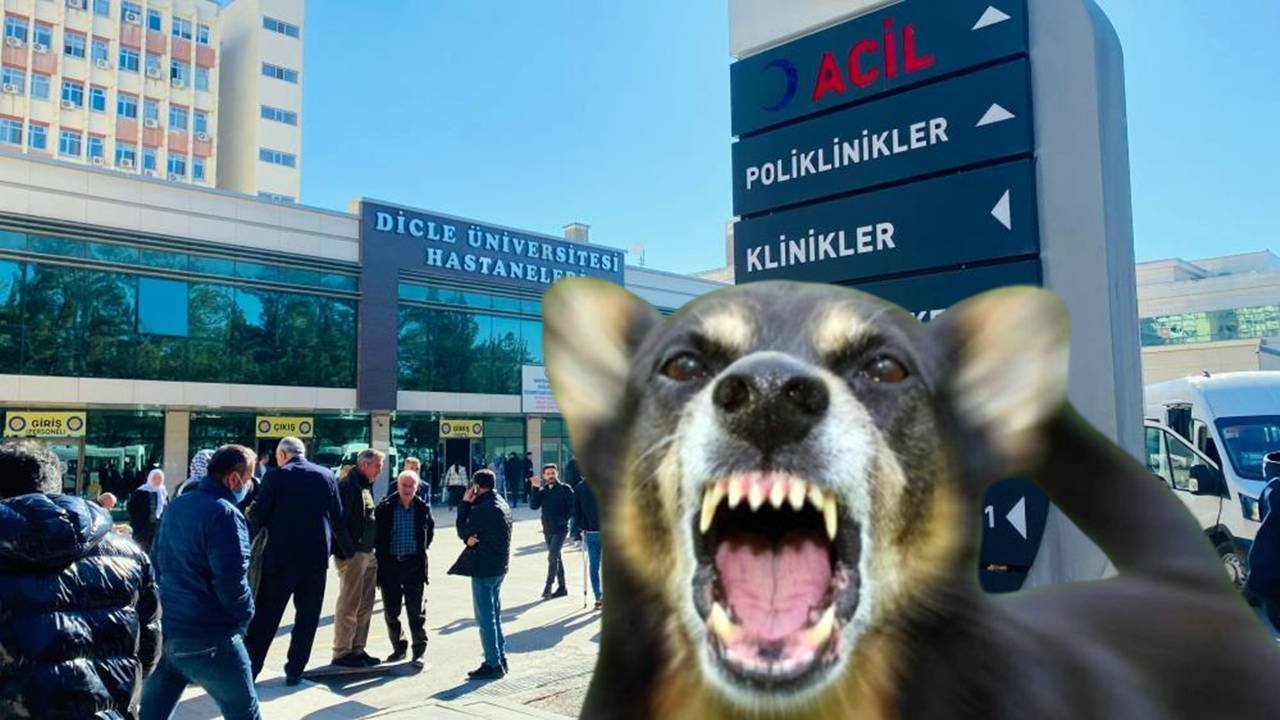 Diyarbakır’da başıboş köpek 5 yaşındaki çocuğa saldırdı