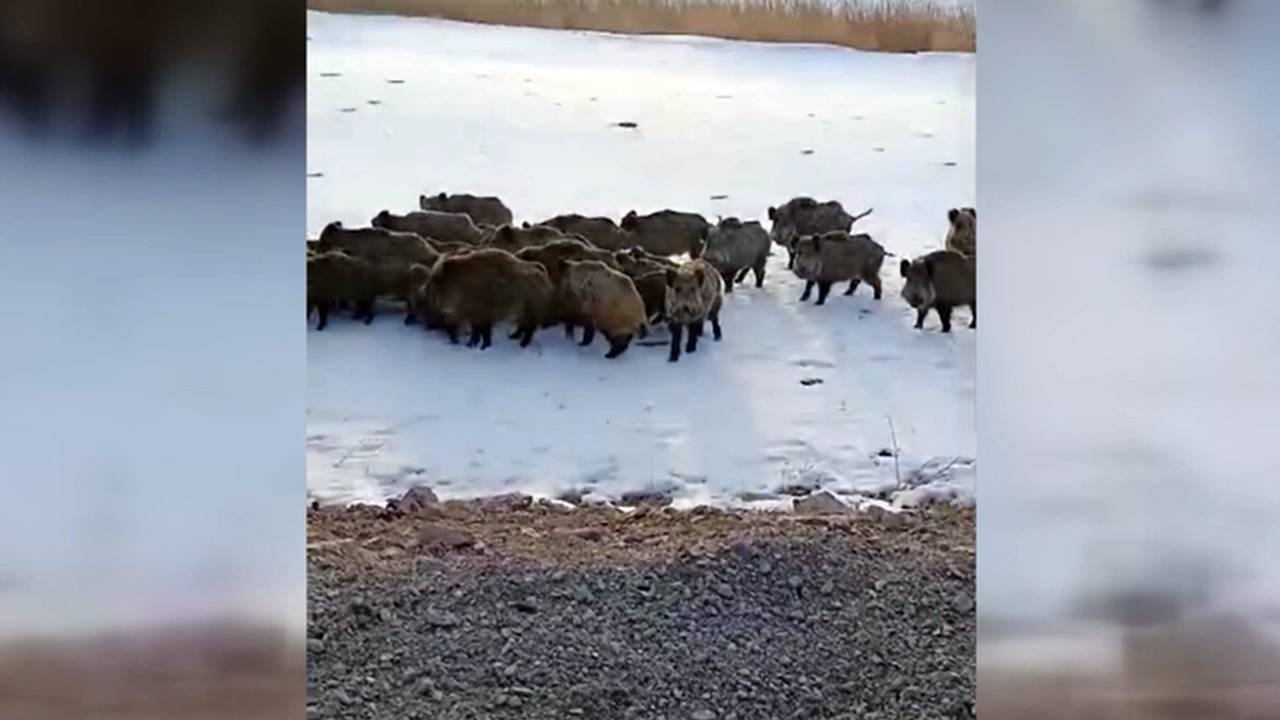 Kars'ta buz tutan gölde domuz sürüsü görüntülendi