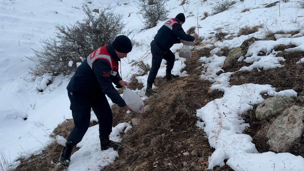 Ağrı'da dondurucu soğukta yaban hayvanlarına yem desteği