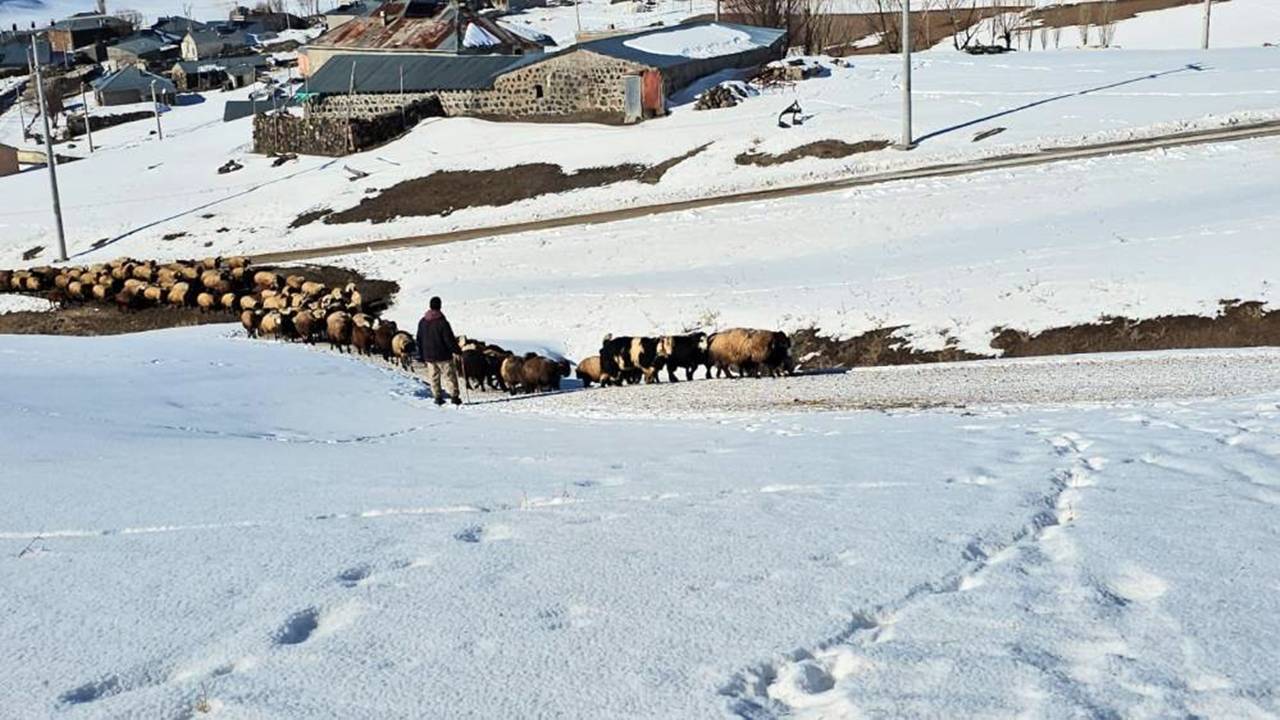 Zorlu kış şartlarında Sütey Yaylası’nda besicilik