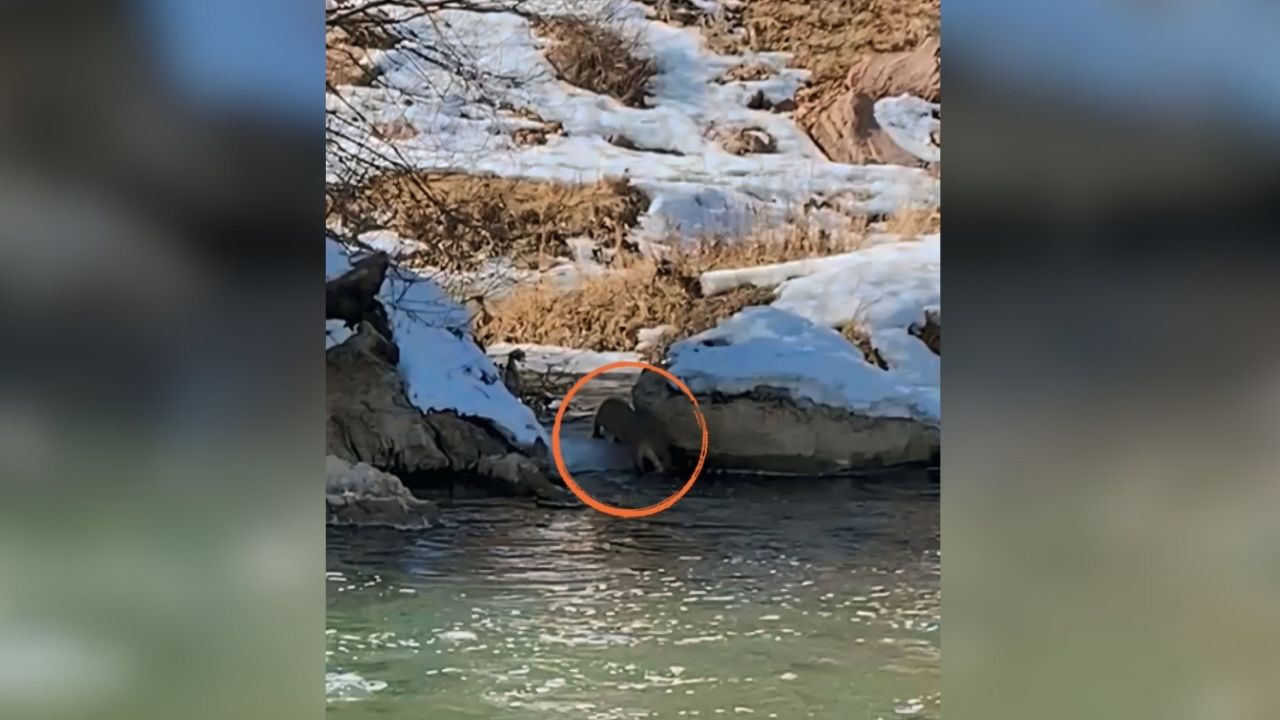 Hakkari’de su samuru görüntülendi