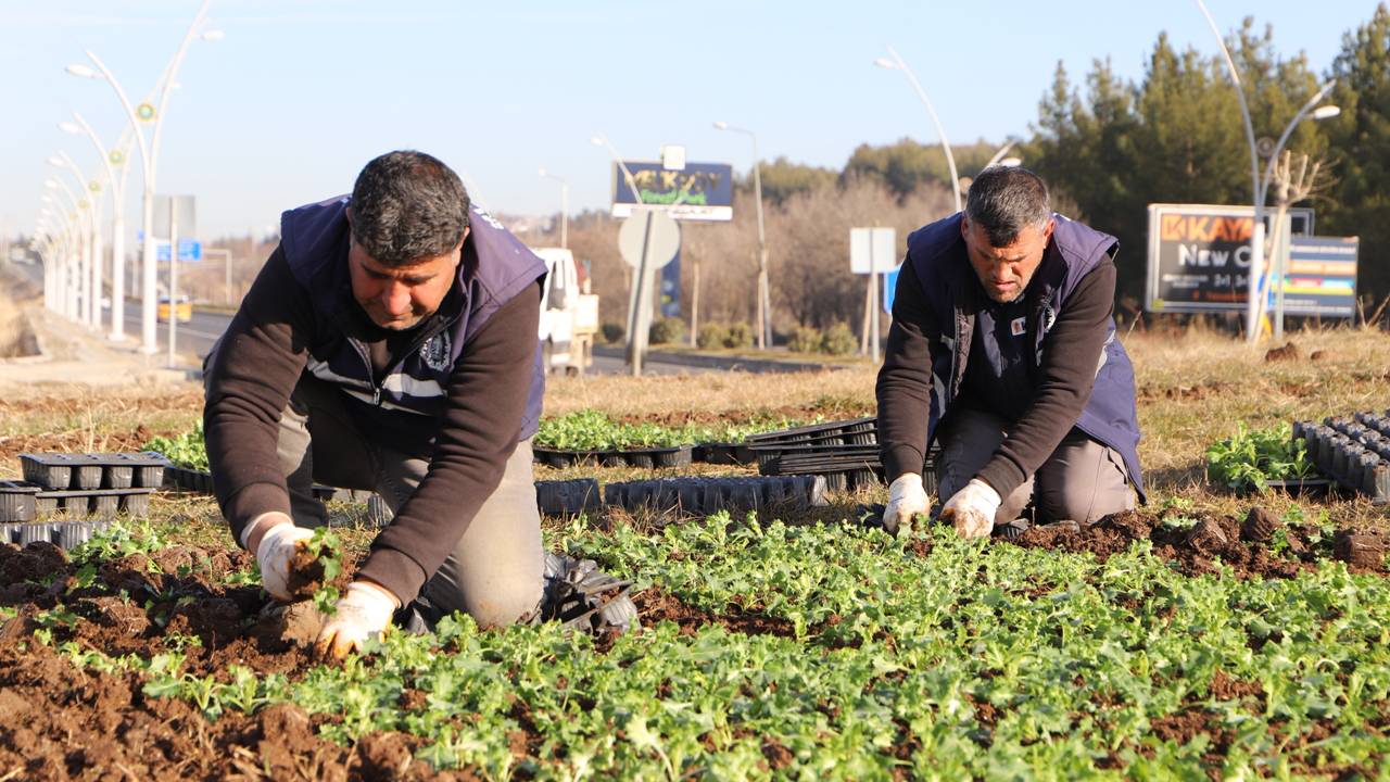 Diyarbakır çiçekleniyor: Hedef 1 milyon 30 bin çiçek