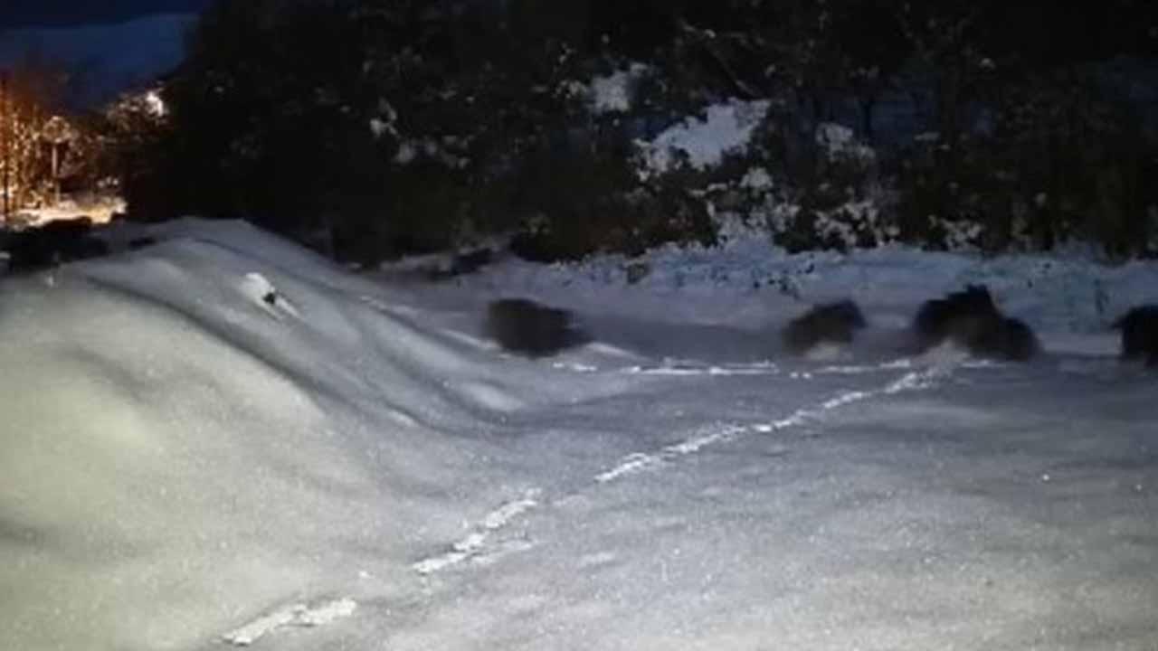 Elazığ'da domuz sürüsü köye indi