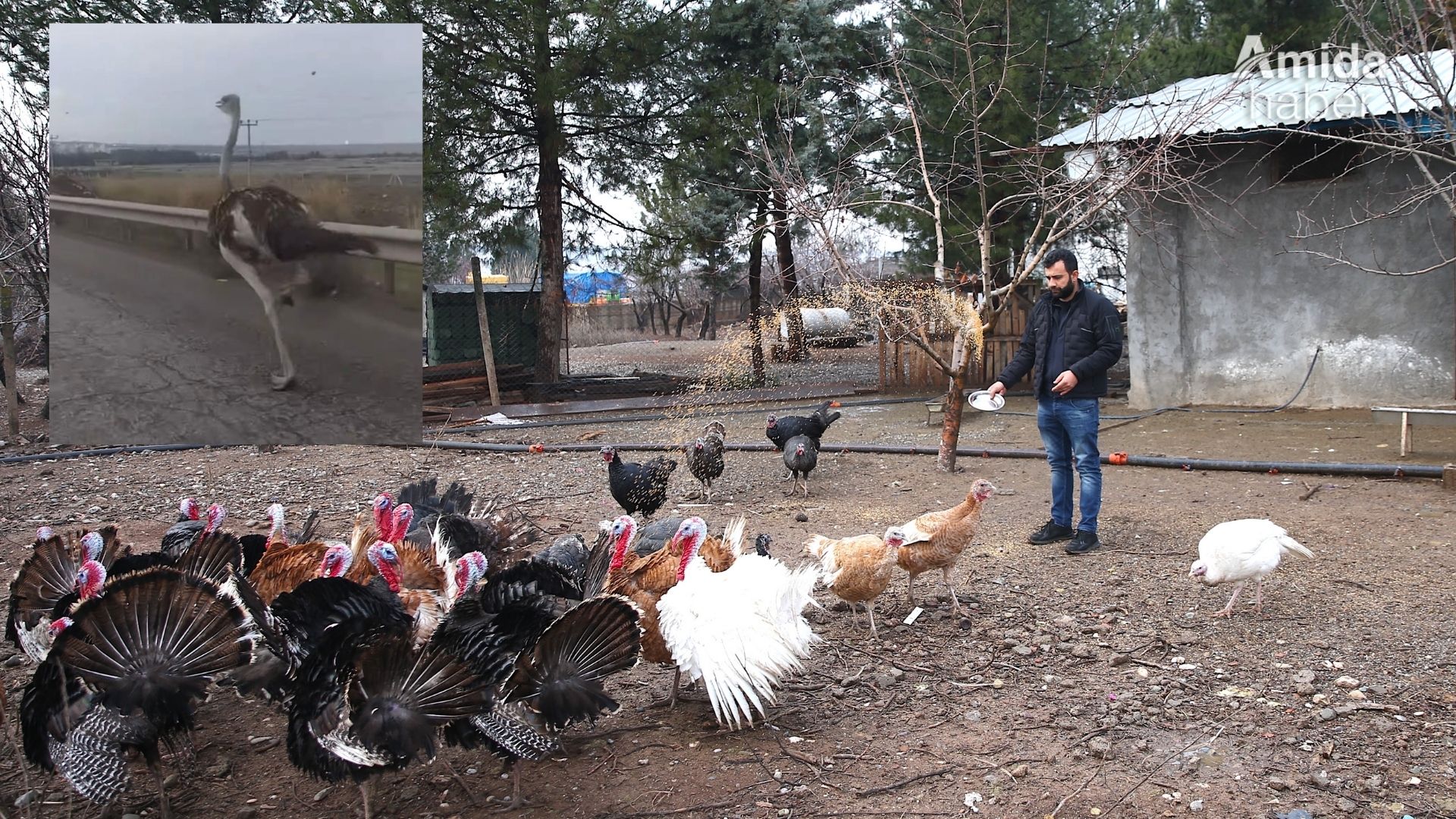 Diyarbakır’da çiftlikten kaçan deve kuşu her yerde aranıyor