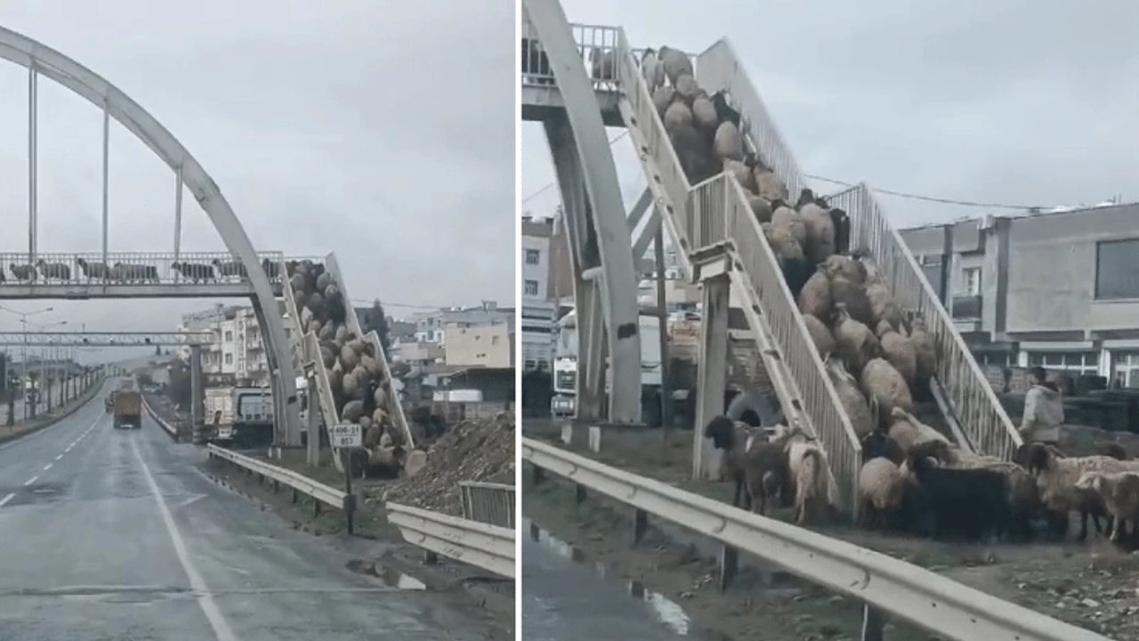 Şırnak'ta küçükbaş hayvanların "üst geçidi kullanması" kameraya yansıdı