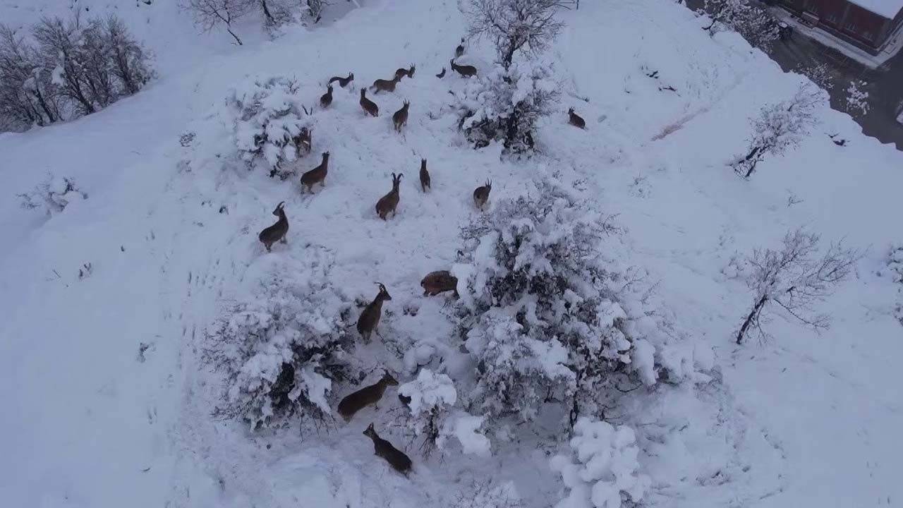 Adıyaman’da yaban keçileri görüntülendi