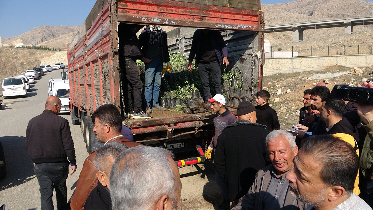 Batman’da 10 bin adet zeytin fidanı dağıtımı yapıldı