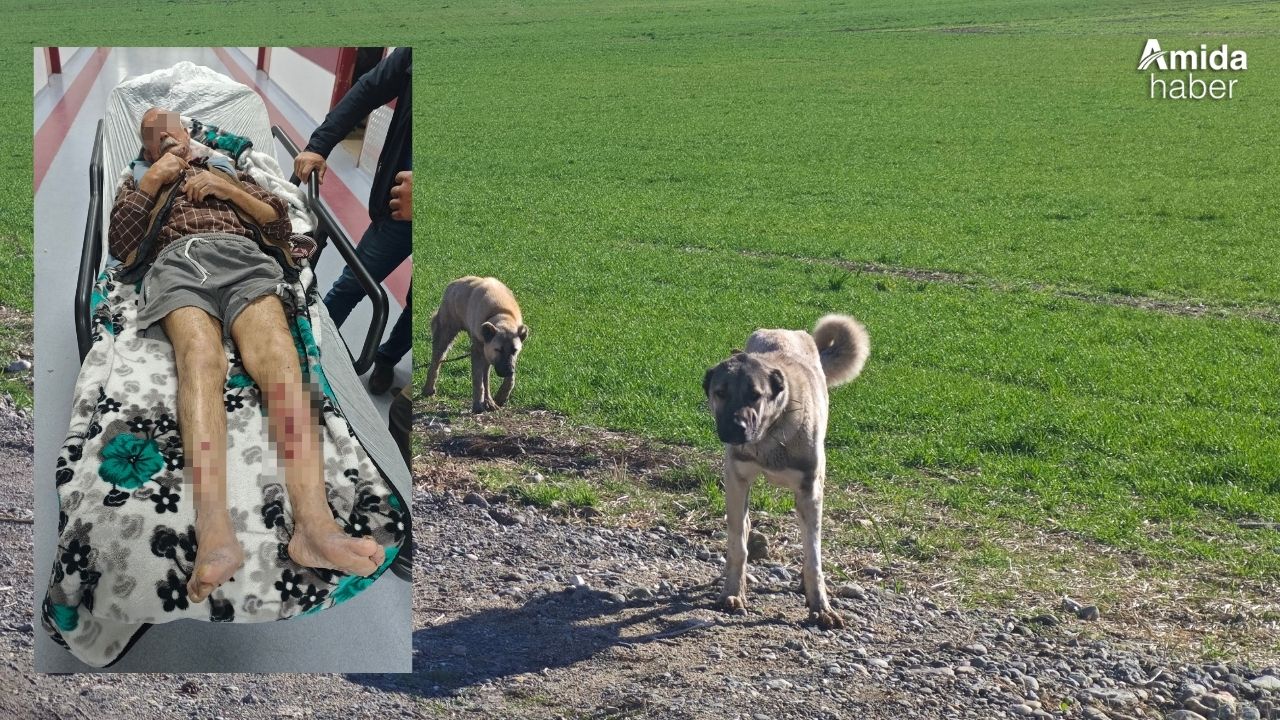 Diyarbakır'da yaşlı adam köpeklerin saldırısına uğradı, mahalleli korku içinde