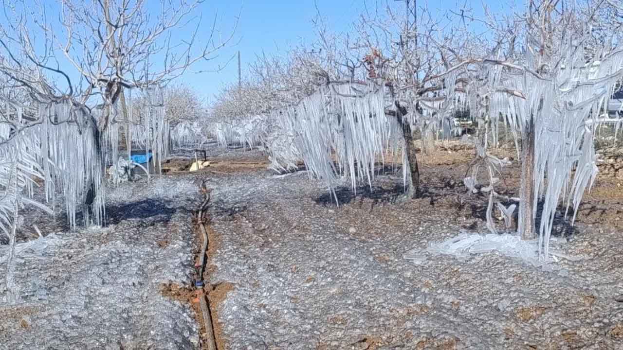 Adıyaman'da dondurucu soğuklar nedeniyle fıstık bahçeleri buz tuttu