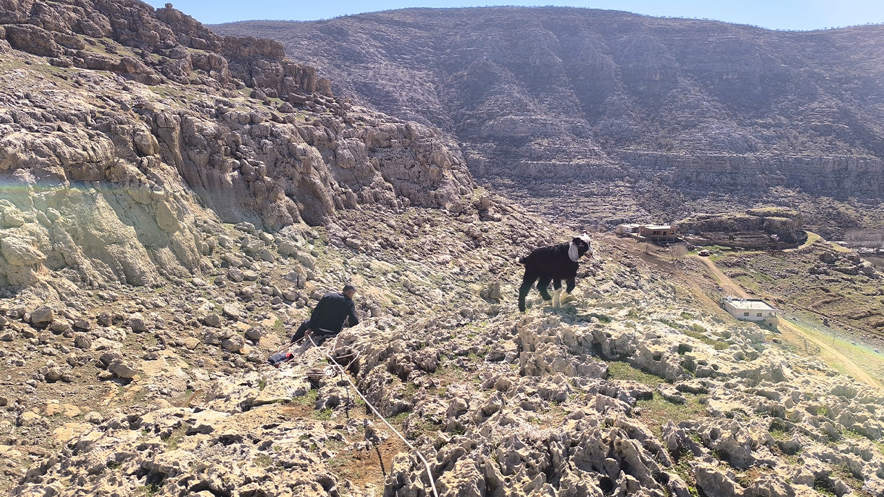 Mardin’de kayalıkta mahsur kalan 17 oğlak kurtarıldı