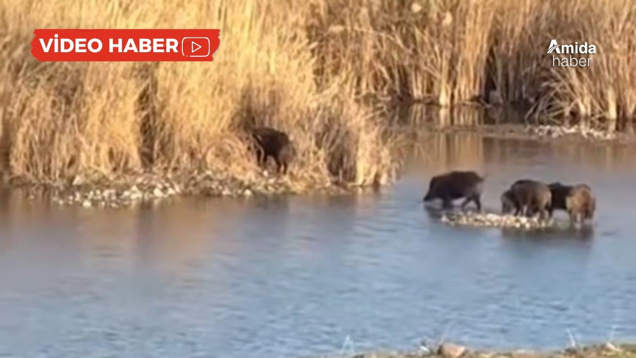 Diyarbakır’da domuz sürüsü Dicle Nehri'ni yüzerek geçti