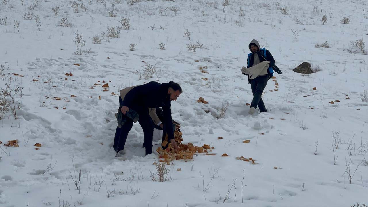 Vanlı gönüllüler yaban hayvanları için doğaya yiyecek bıraktı