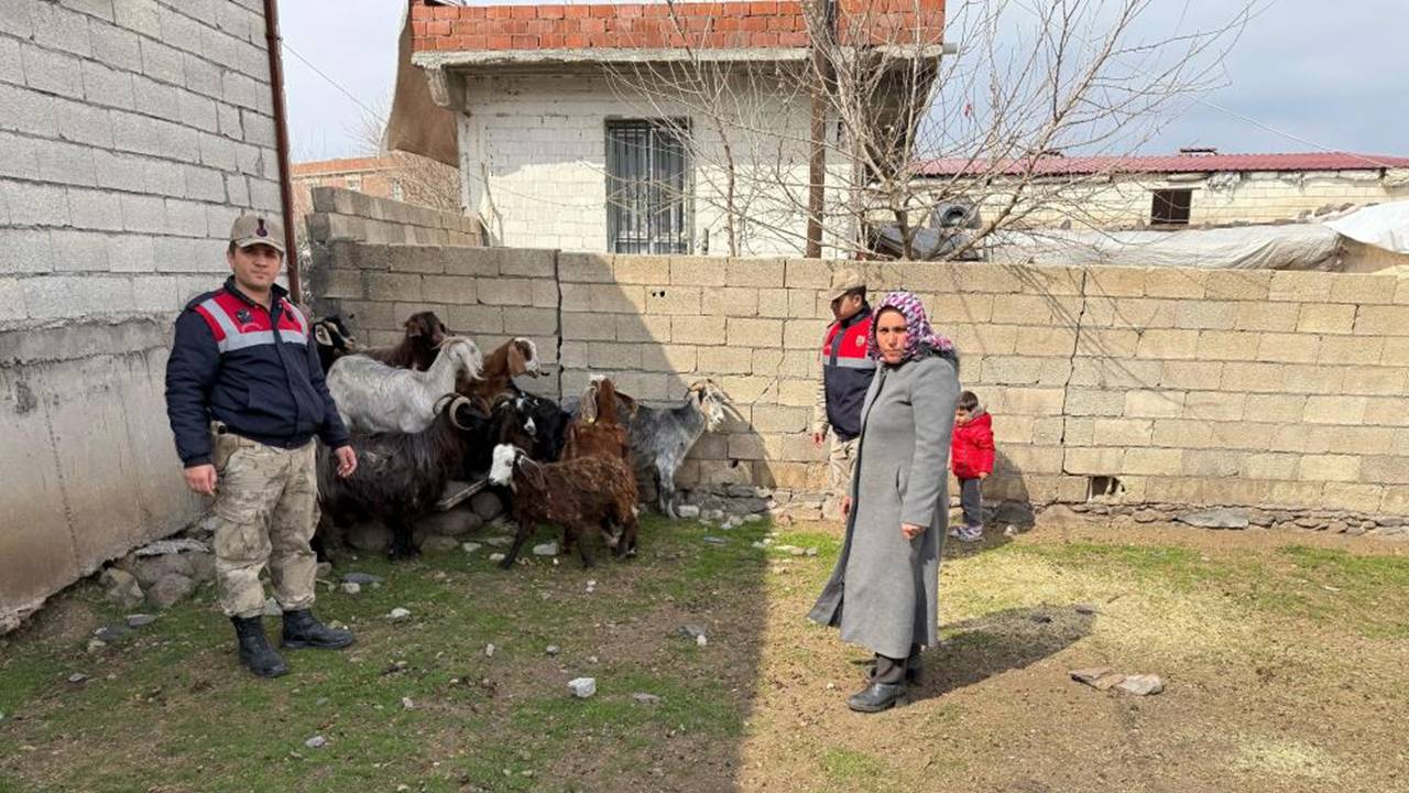 Jandarma çalınan keçileri buldu: 7 gözaltı