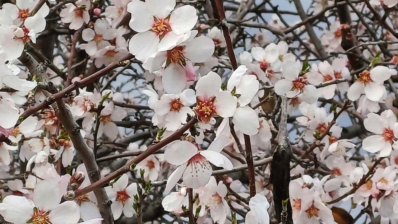 Gaziantep’te meyve ve badem ağaçları çiçek açtı