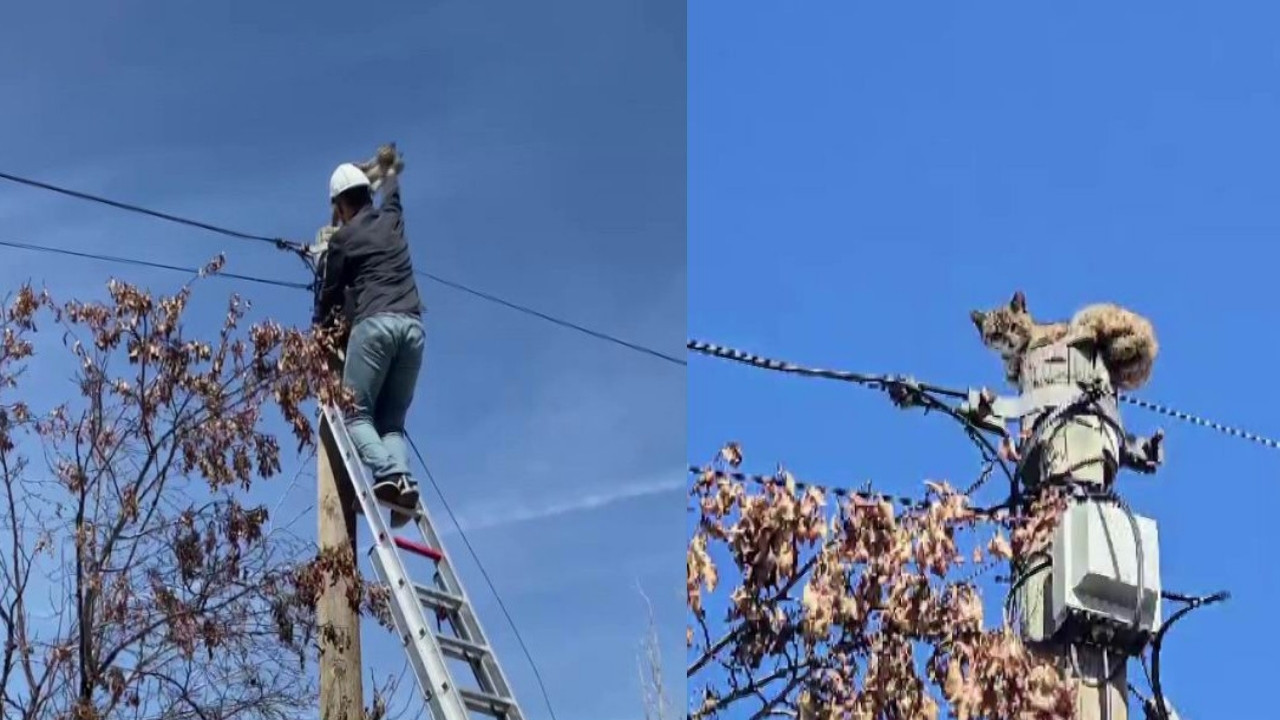 Bingöl’de direkte mahsur kalan kedi kurtarıldı