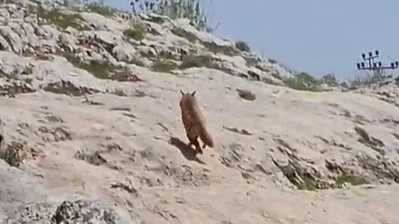Adıyaman’da sırtlan görüldü