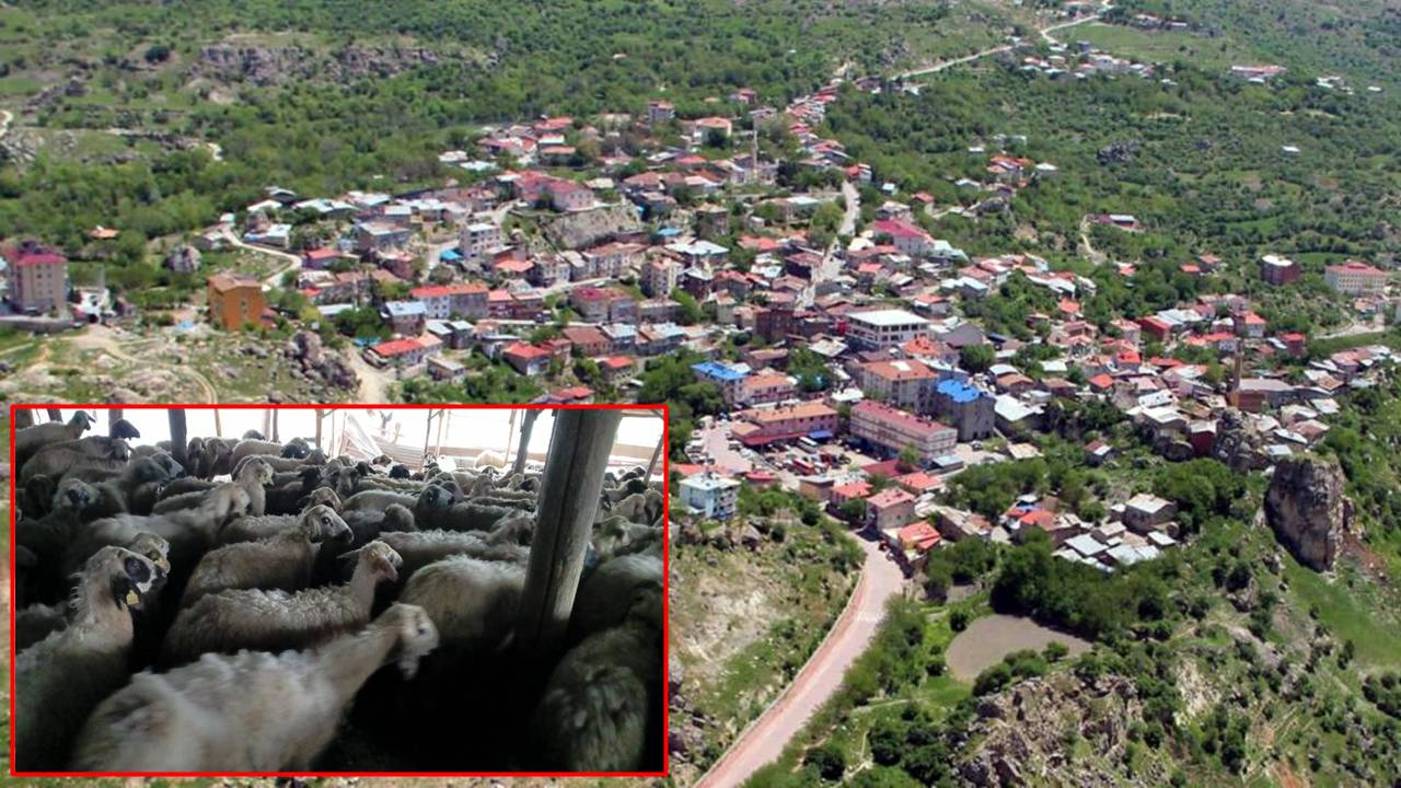 Dersim’de ağılda izdiham: 11 koyun öldü