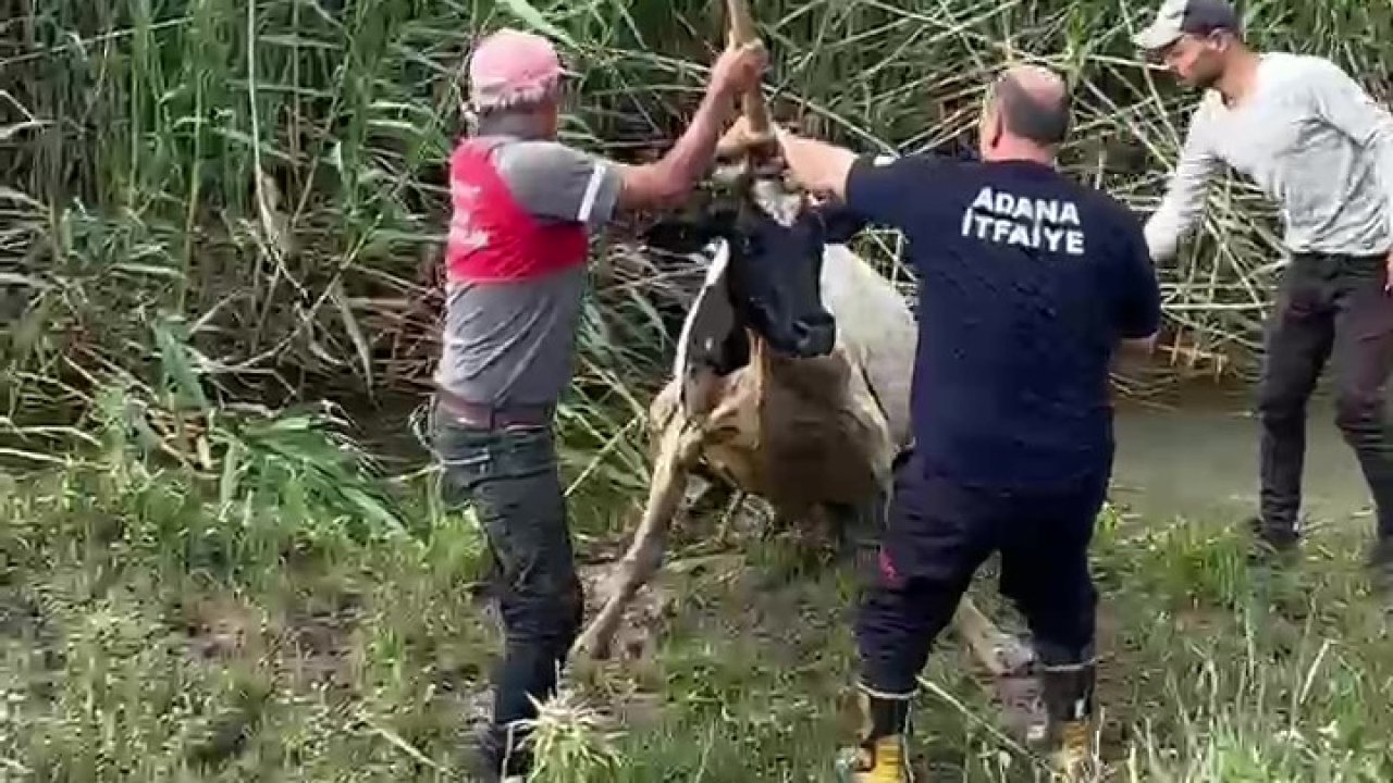 Adana'da bataklığa saplanan inek vinçle kurtarıldı