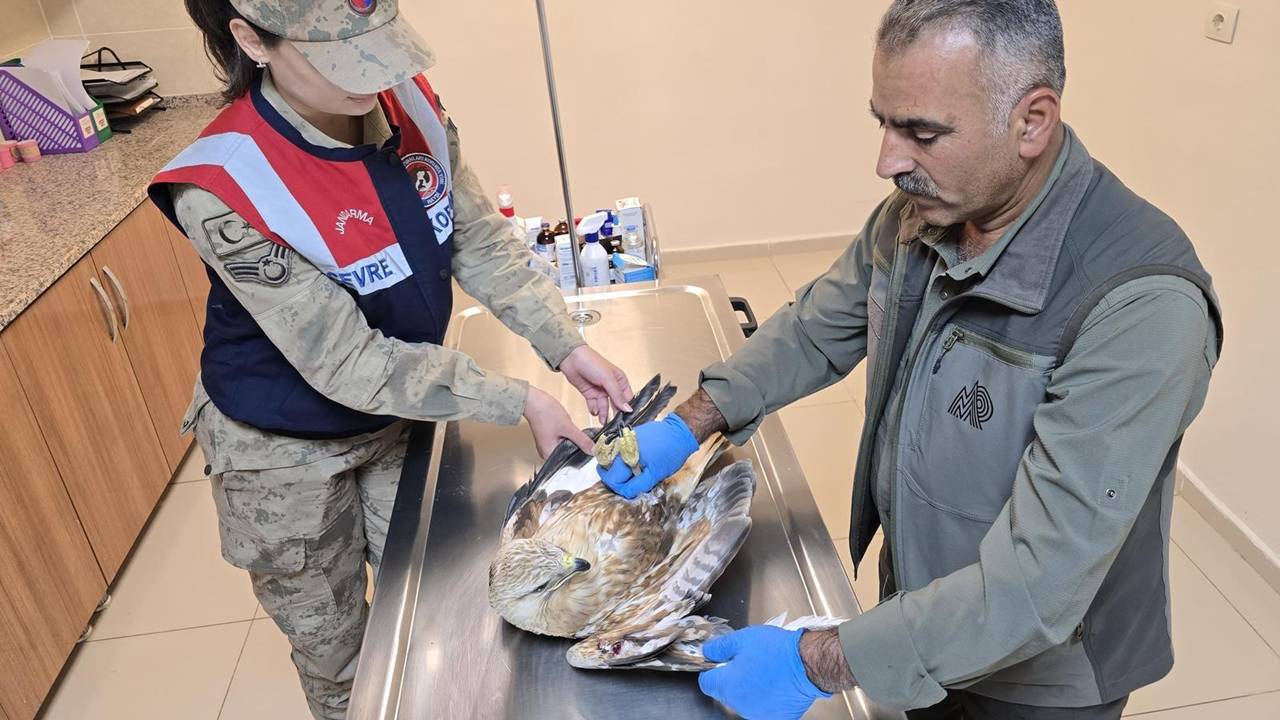 Şanlıurfa'da yaralı kartal tedaviye alındı
