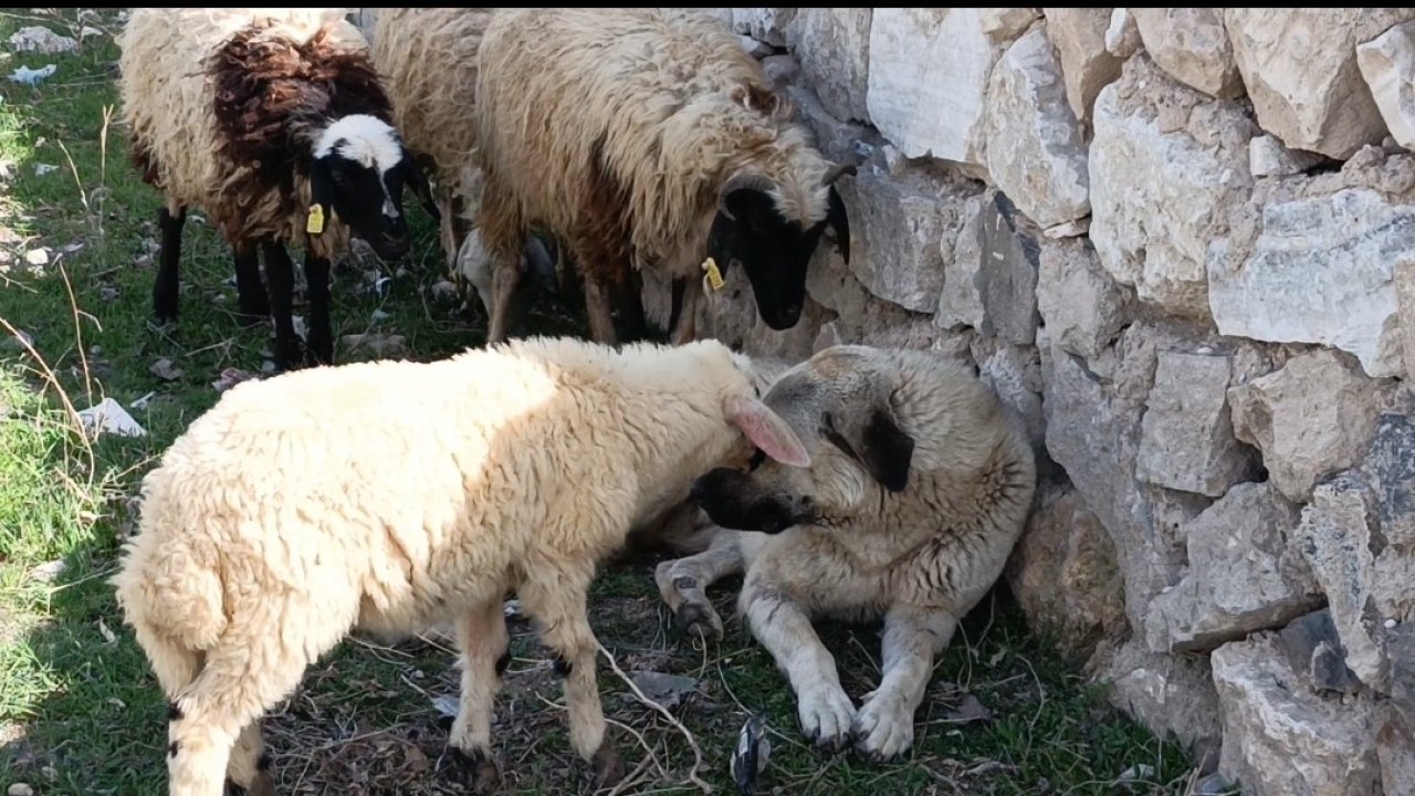 Ağrı'da sürünün sessiz koruyucusu, kalpleri fethetti