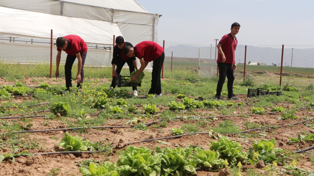 Şırnak'ta öğrencilerin yetiştirdiği marulların hasadı yapıldı