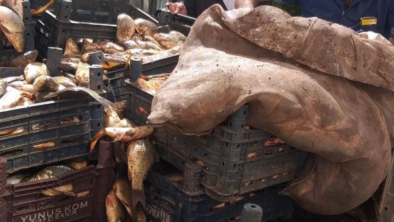 Elazığ’da kaçak avlanan yüzlerce kilo balık ele geçirildi