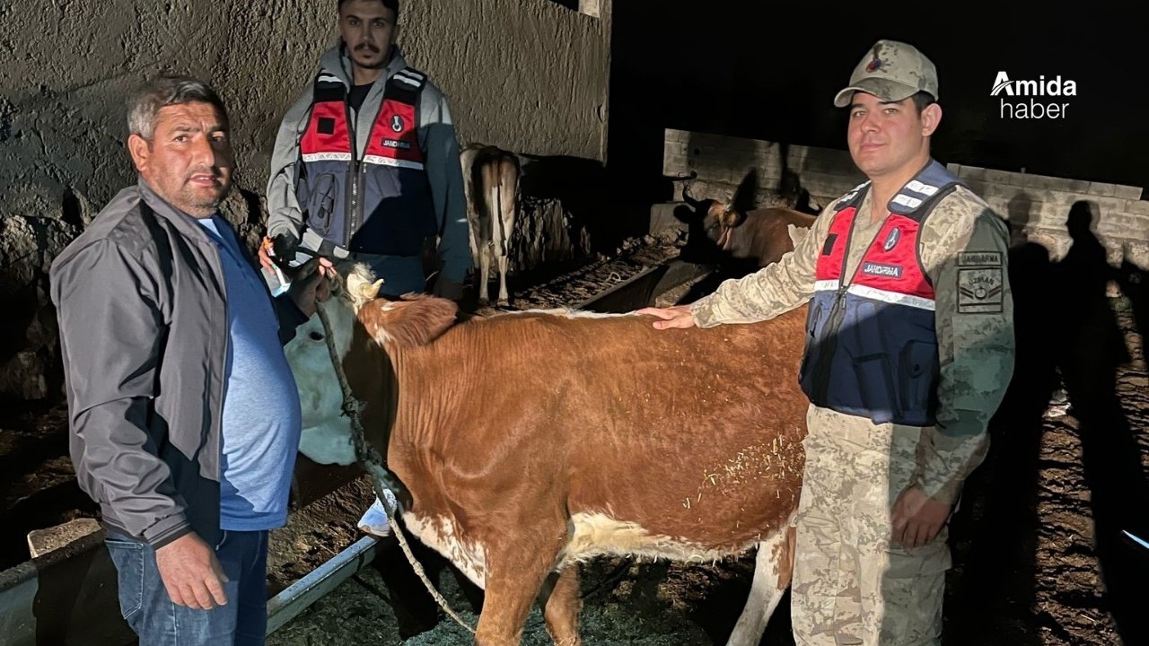 Şanlıurfa’da çalınan 4 büyükbaş hayvan sahibine teslim edildi
