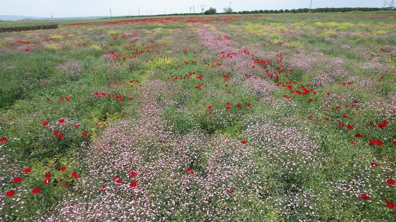 Adıyaman’da ekili alanlarda renk cümbüşü