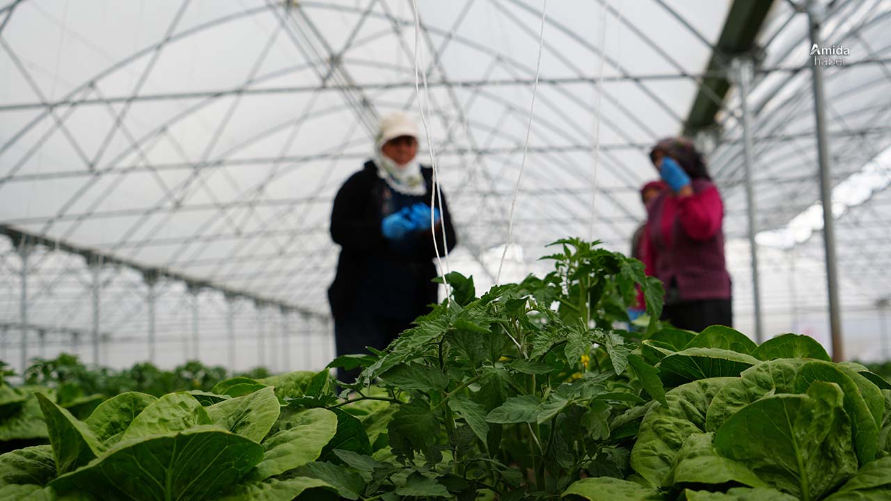 Erzincan’da marul hasadı başladı