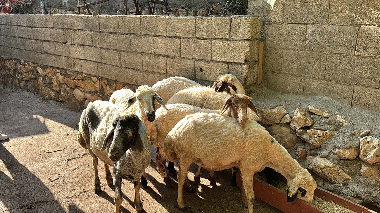 Adıyaman'da başıboş köpeklerin saldırdığı 5 koyun öldü