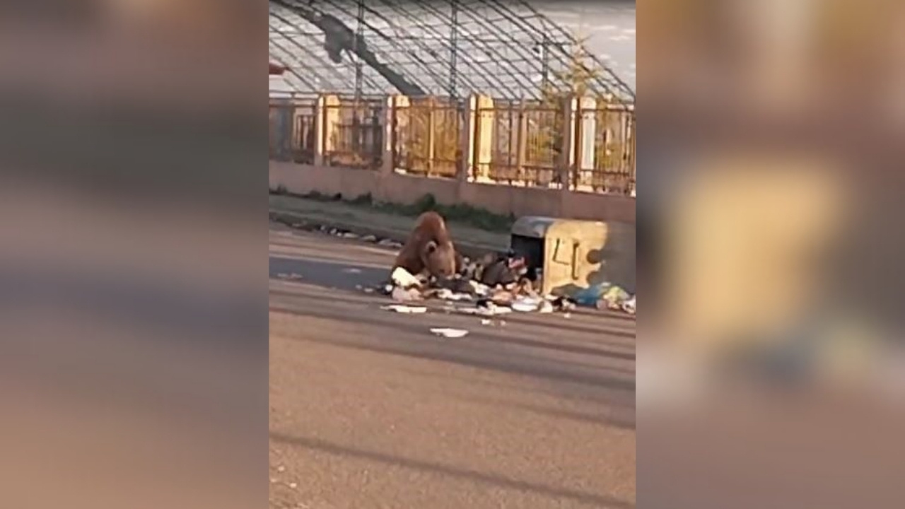 Ardahan’da yiyecek arayan bozayı mahalleye indi