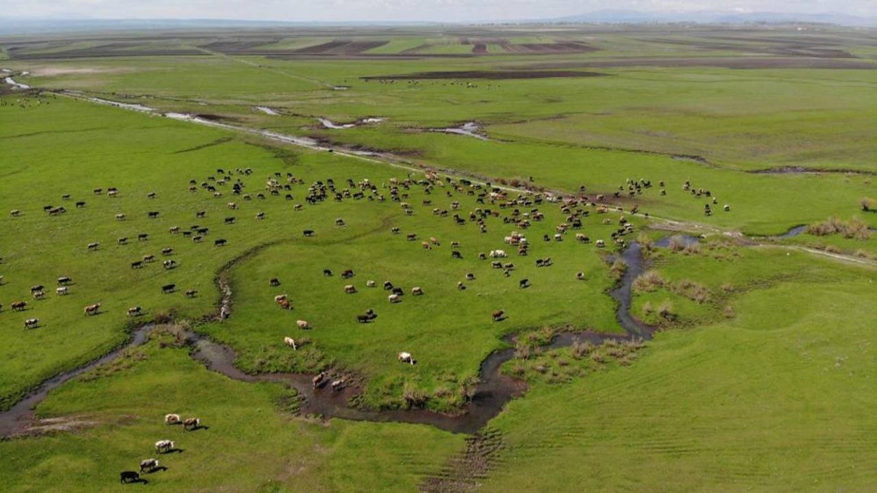 Kars yeşillendi, hayvanlar meraya indi