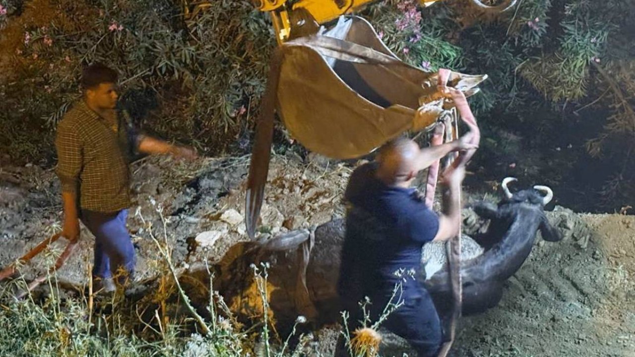 Hatay’da su kanalına düşen inek kurtarıldı