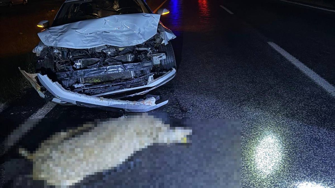 Şanlıurfa’da otomobil koyun sürüsüne çarptı