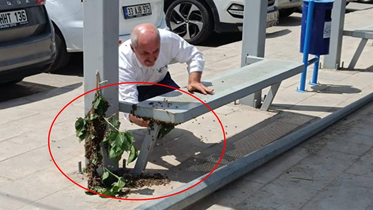 Batman’da arılar otobüs durağını mesken tuttu