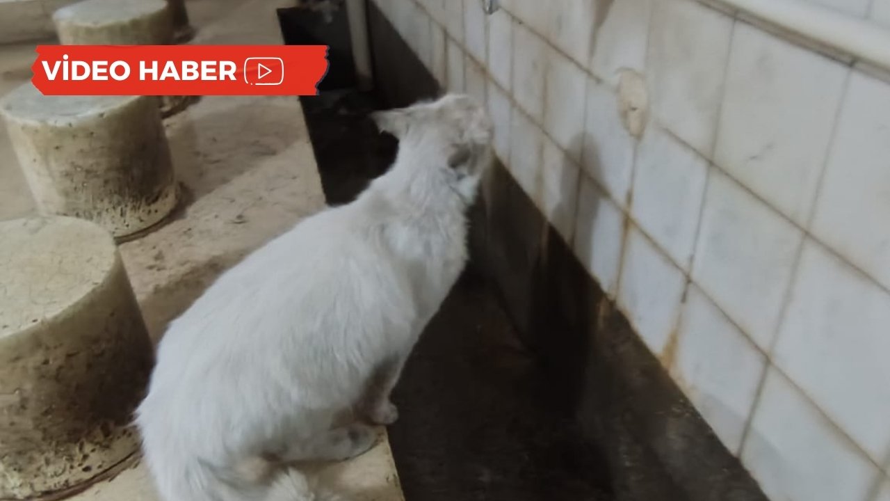 Diyarbakır’da susayan kedinin yardımına koşan gençten çağrı