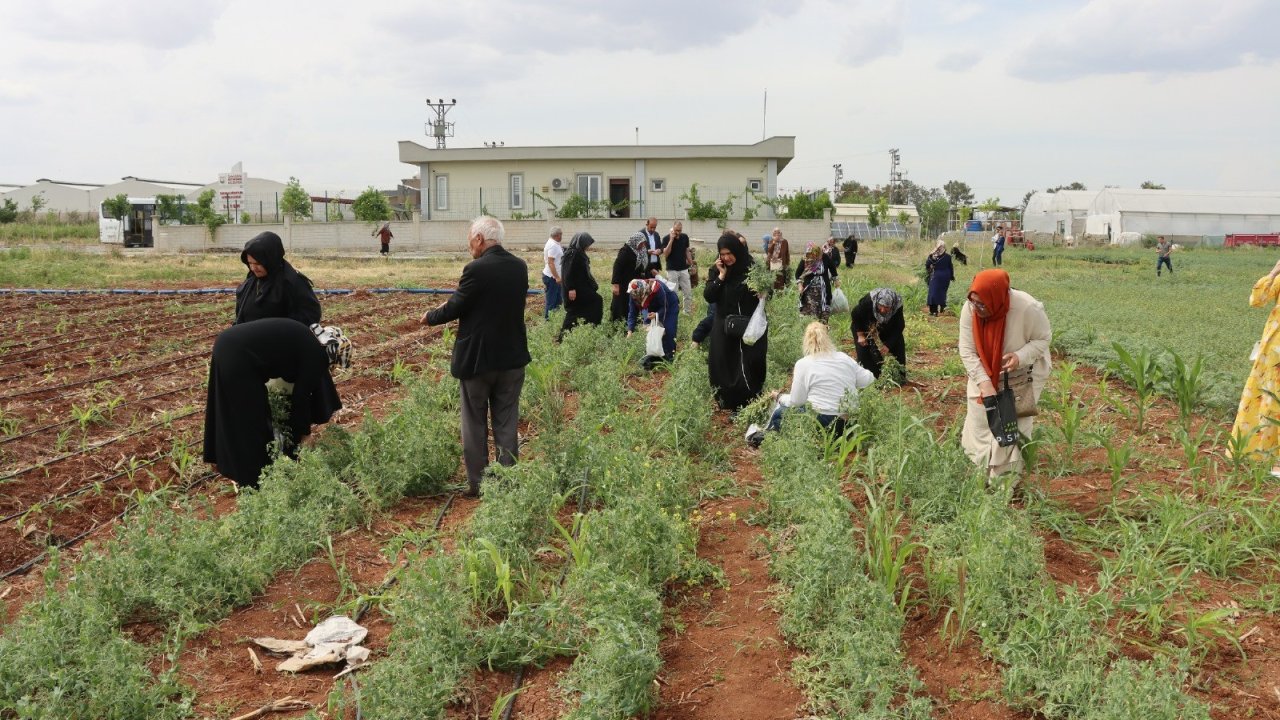 Şanlıurfa’da kadınlara 'süs bitkisi yetiştiriciliği eğitimi'