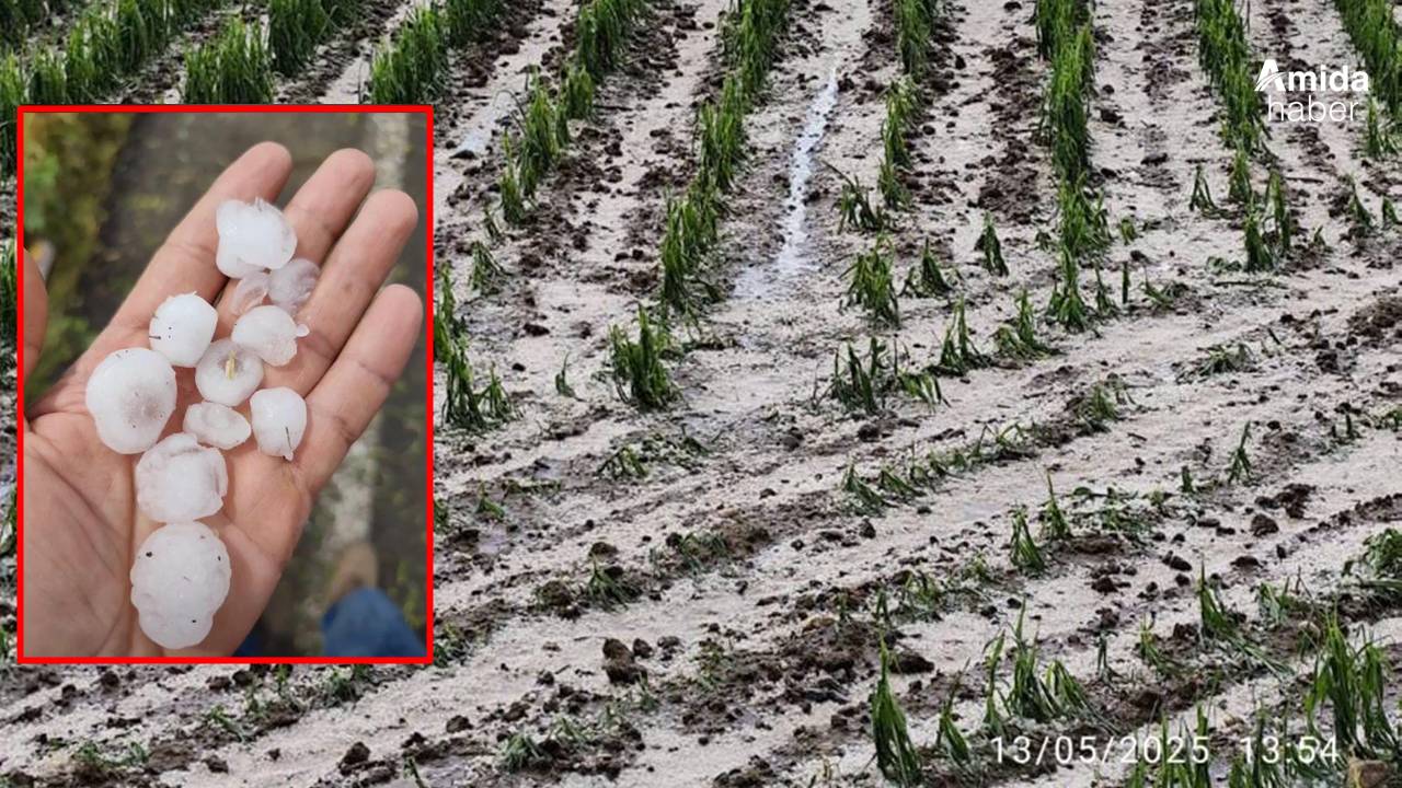 Diyarbakır’da dolu ve sağanak tarımı vurdu: Zarar büyük
