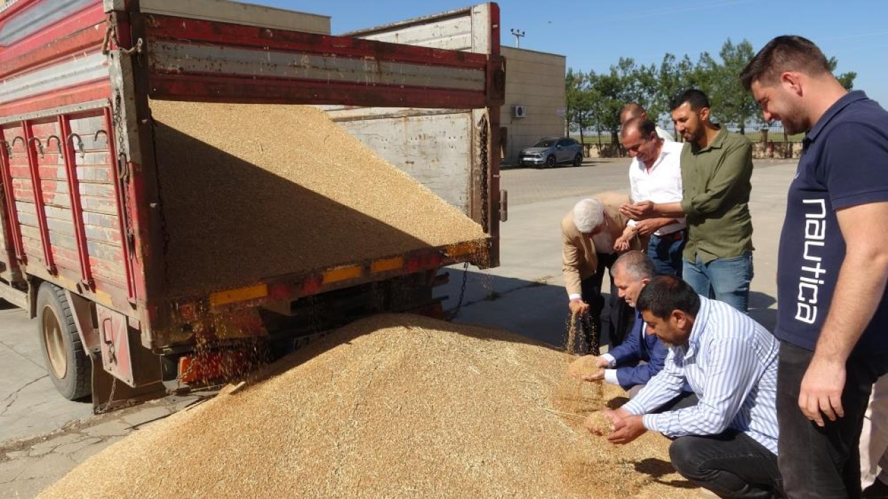 Mardin'de ilk buğday hasadı 17 bin liradan satıldı