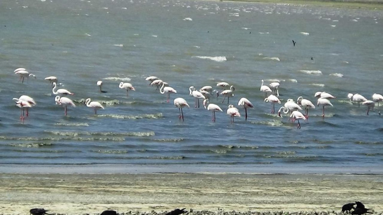 Urmiye’den yola çıkan flamingolar Van’a ulaştı