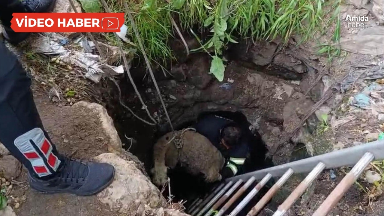 Diyarbakır’da kuyuya düşen koyun kurtarıldı