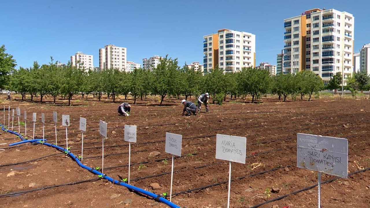 Diyarbakır’da yerel tohum seferberliği: 4 bin fidan dikildi