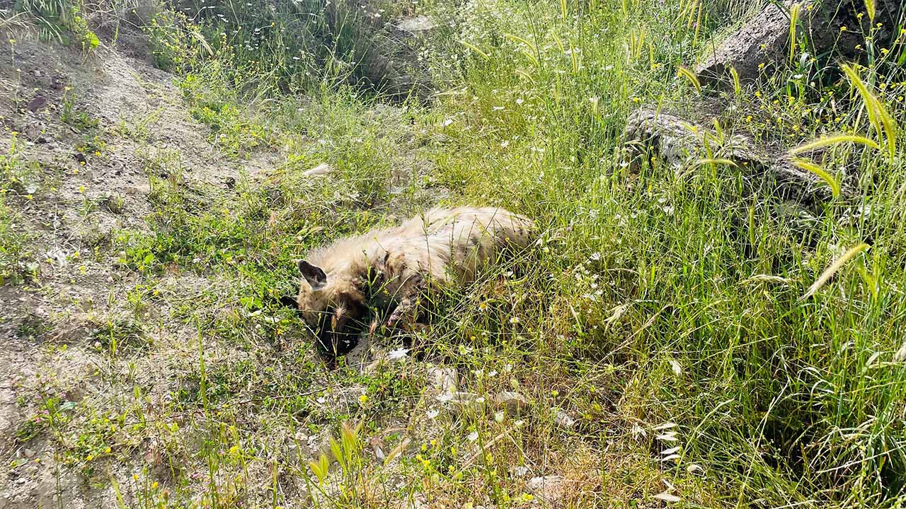 Adıyaman’da otomobilin çarptığı çizgili sırtlan öldü