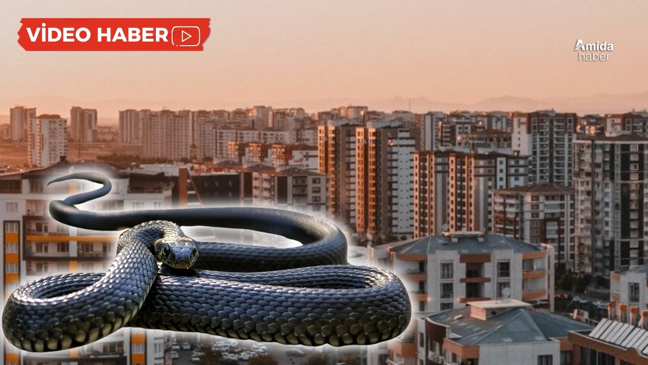 Diyarbakır’da apartmana yılan girdi